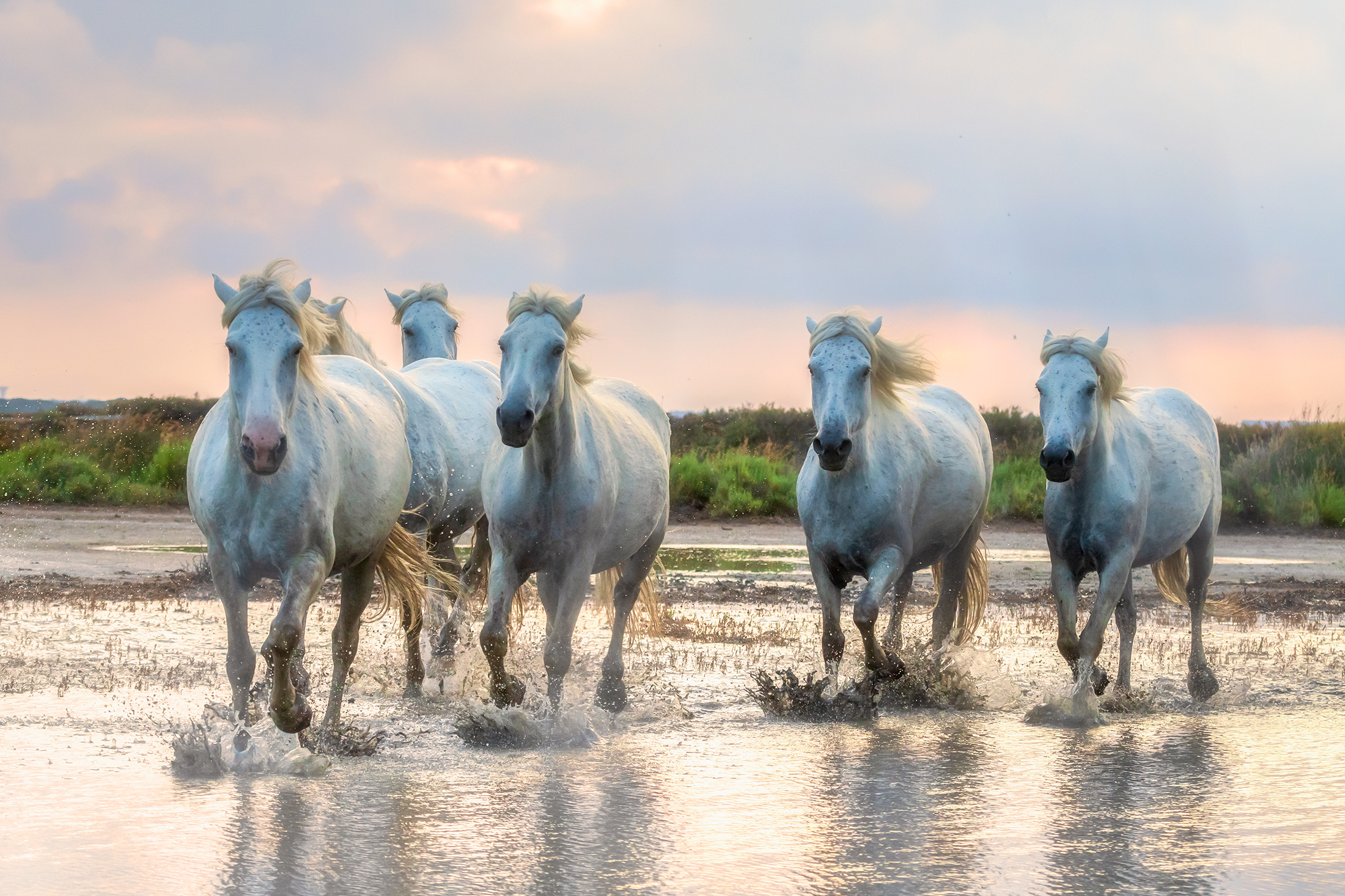 une photo de chevaux sauvages en Camargue